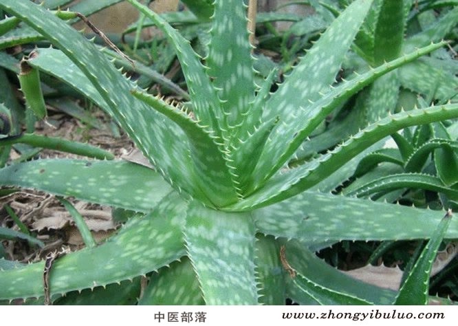 芦荟 - 图片3