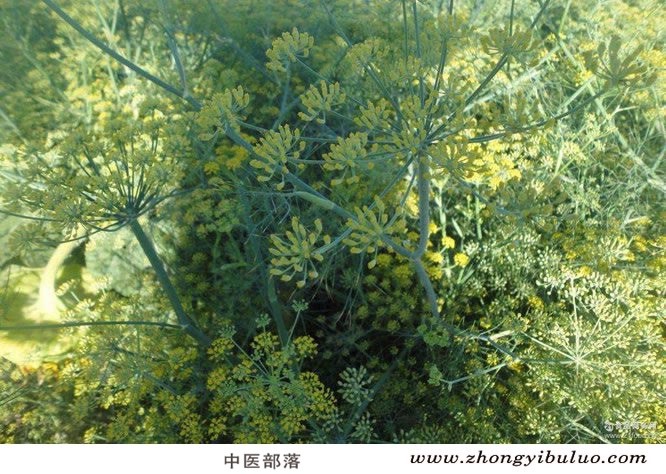 小茴香 - 图片3