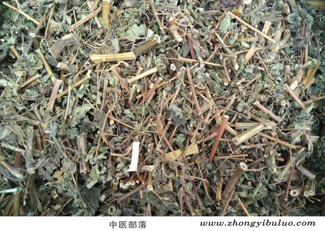 豨莶草 - 图片2