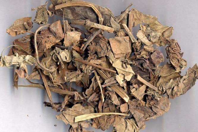 鱼腥草