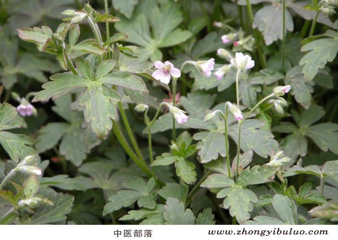 老鹳草 - 图片3