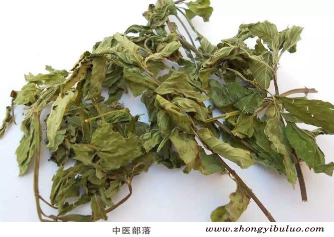 薄荷 - 图片2