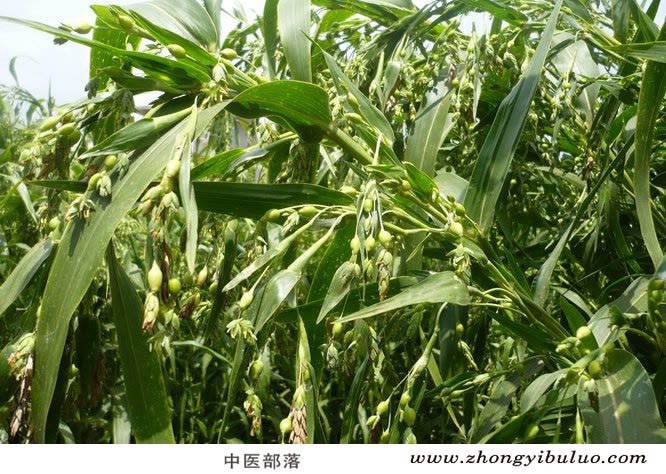薏苡仁 - 图片3