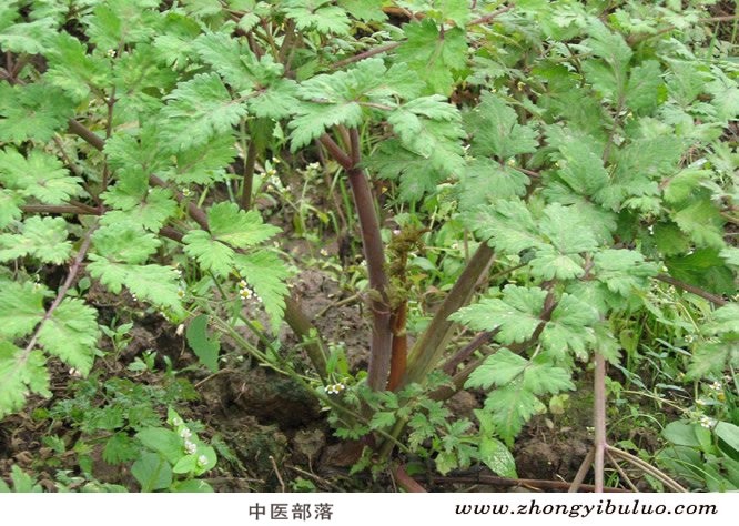 当归 - 图片3