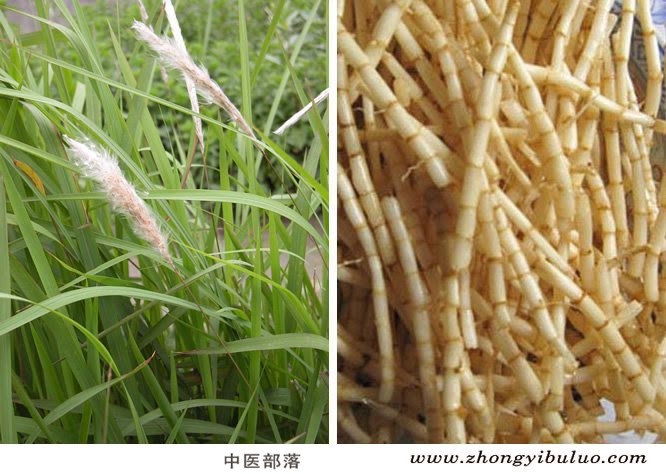白茅根 - 图片3