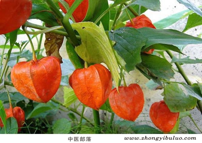 锦灯笼 - 图片3