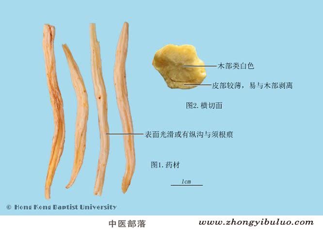 明党参 - 图片2