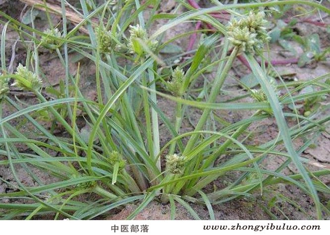 香附 - 图片3