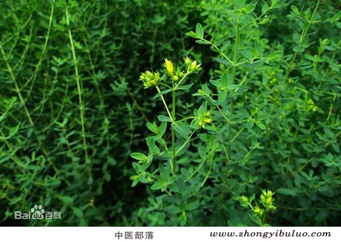 地耳草 - 图片3