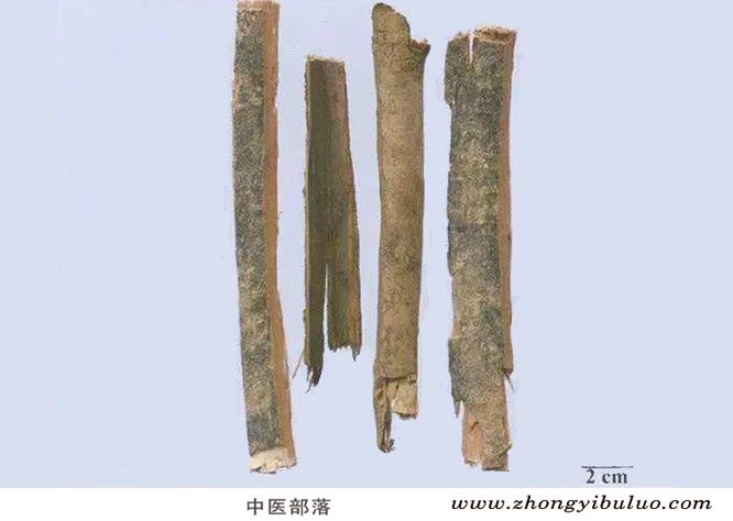 秦皮 - 图片3