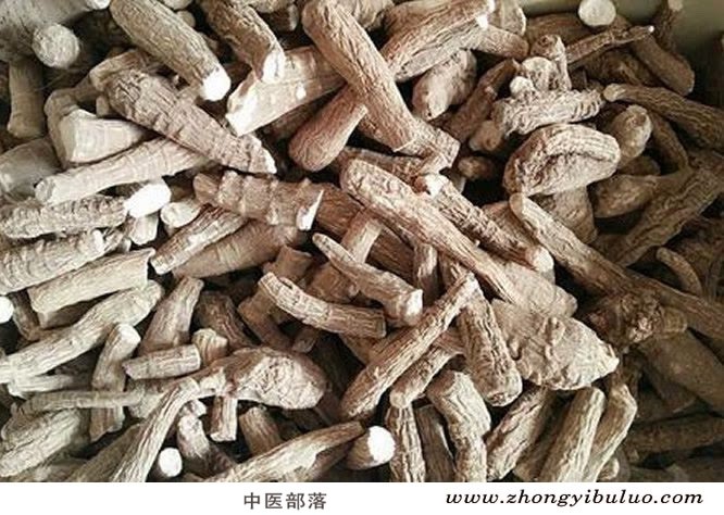 白芷 - 图片2