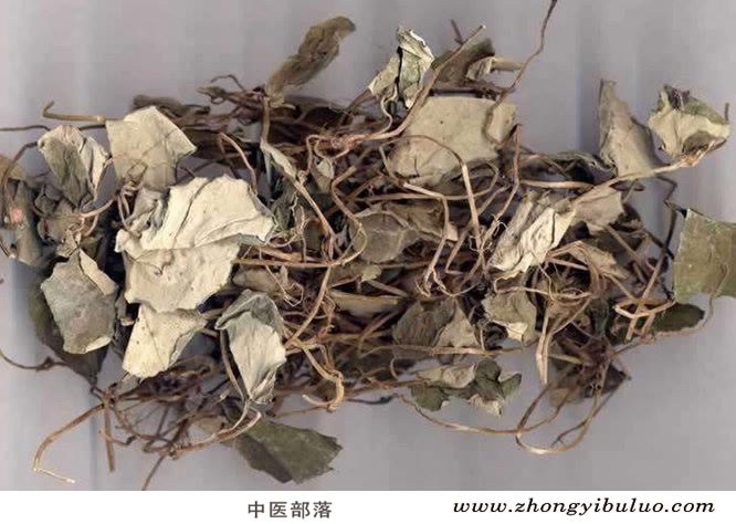 金钱草 - 图片2