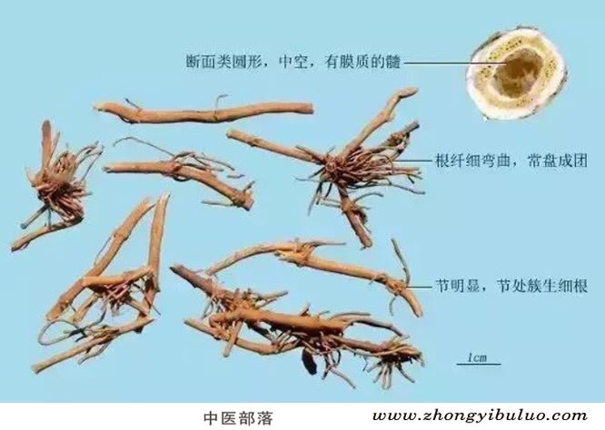 秦艽 - 图片2