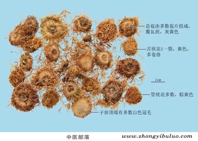 旋覆花 - 图片2