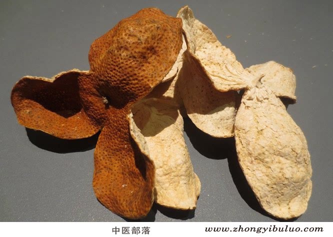 陈皮 - 图片2