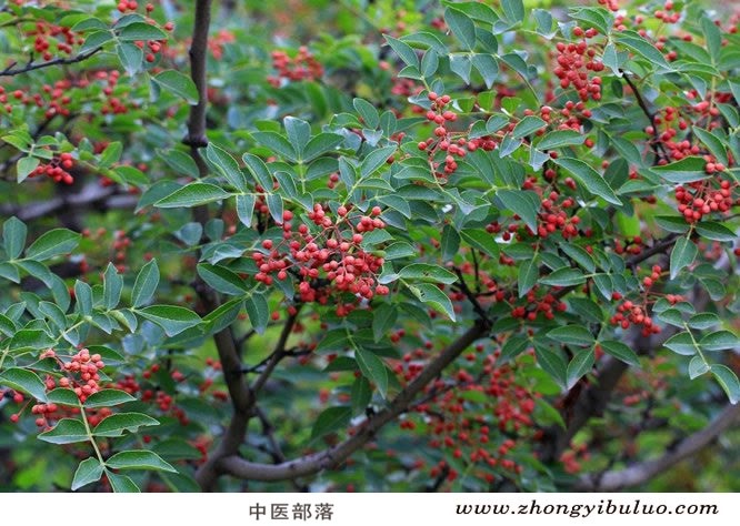 花椒 - 图片3