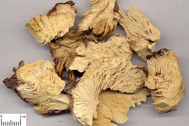 麻黄根