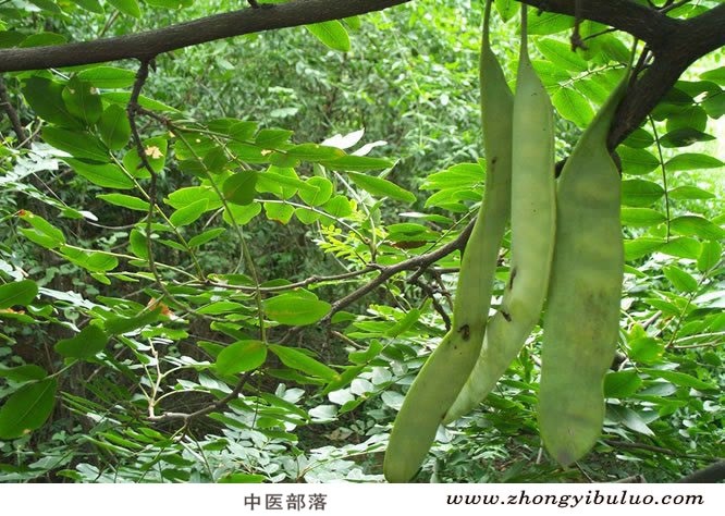皂荚 - 图片3