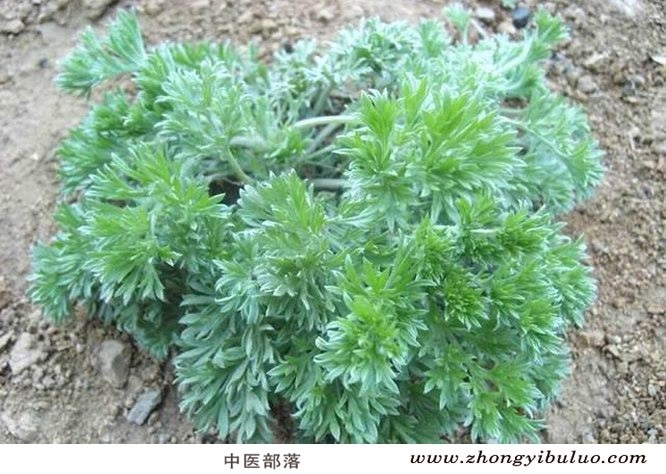 茵陈 - 图片3