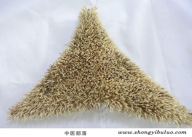 刺猬皮 - 图片2