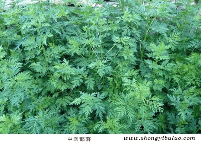 青蒿 - 图片3