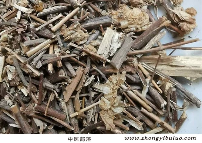 香薷 - 图片2