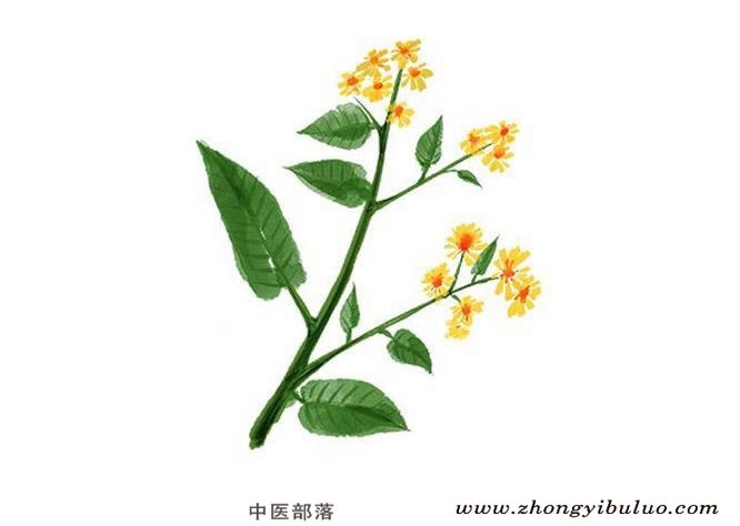 千里光 - 图片2