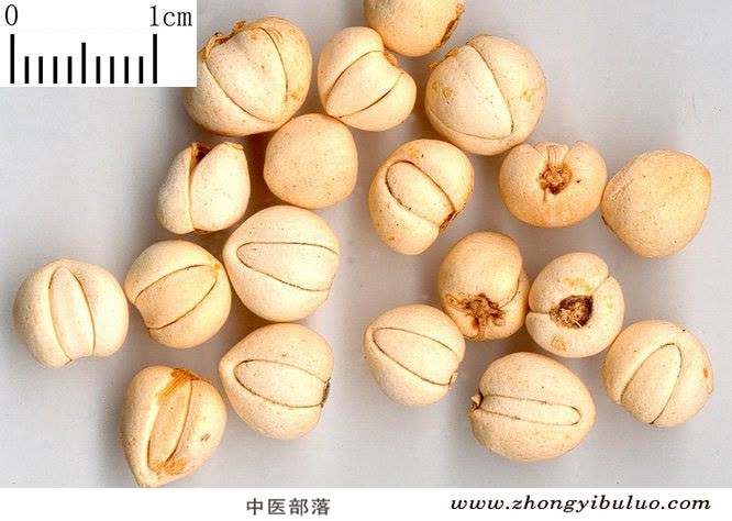 川贝母 - 图片2