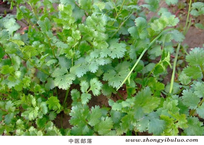 胡荽 - 图片3