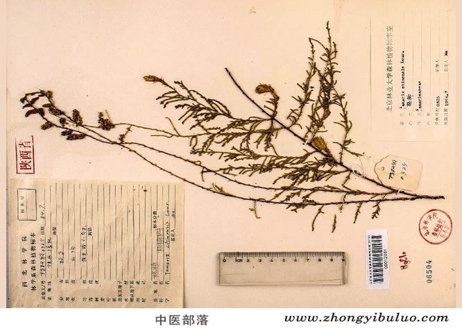 柽柳 - 图片2