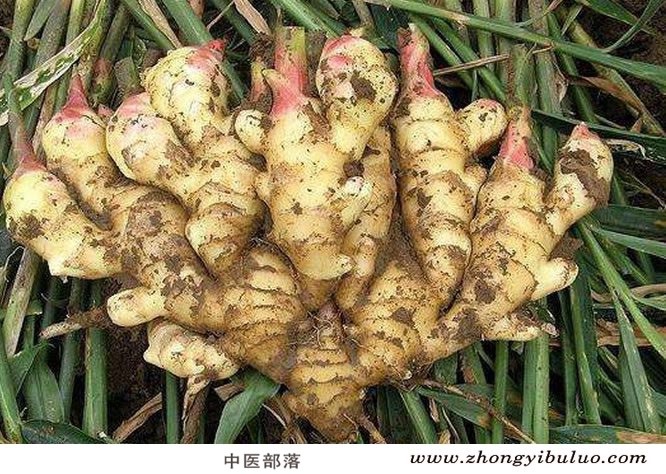 生姜 - 图片2
