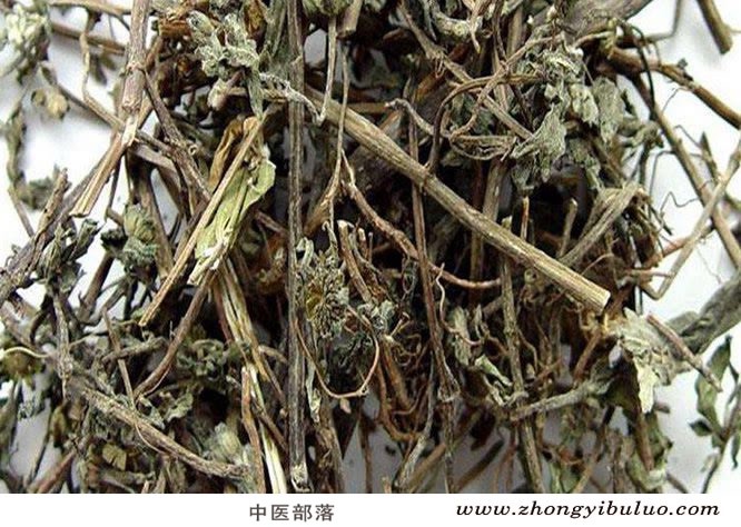 墨旱莲 - 图片2