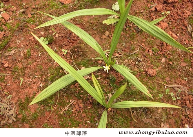 仙茅 - 图片3