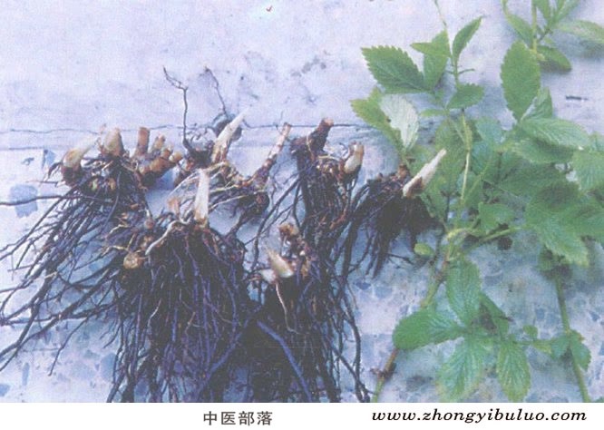 鹤草芽 - 图片2