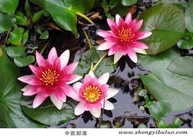 芡实 - 图片3