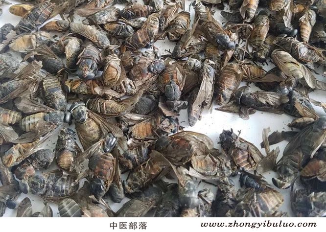 虻虫 - 图片2