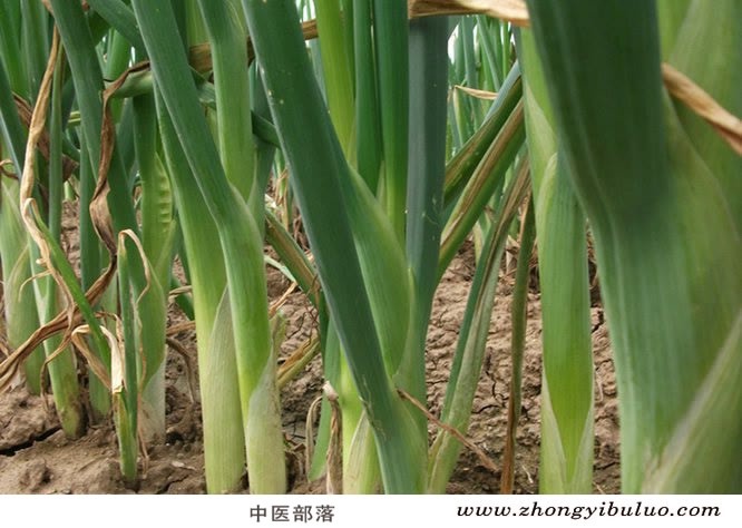 葱白 - 图片3