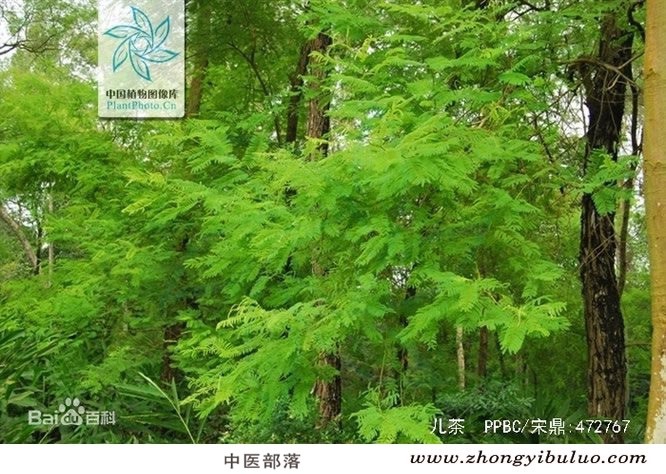 儿茶 - 图片3
