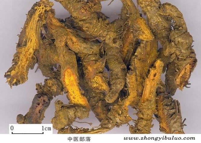 黄芩 - 图片2