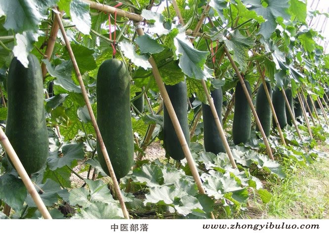 冬瓜皮 - 图片3