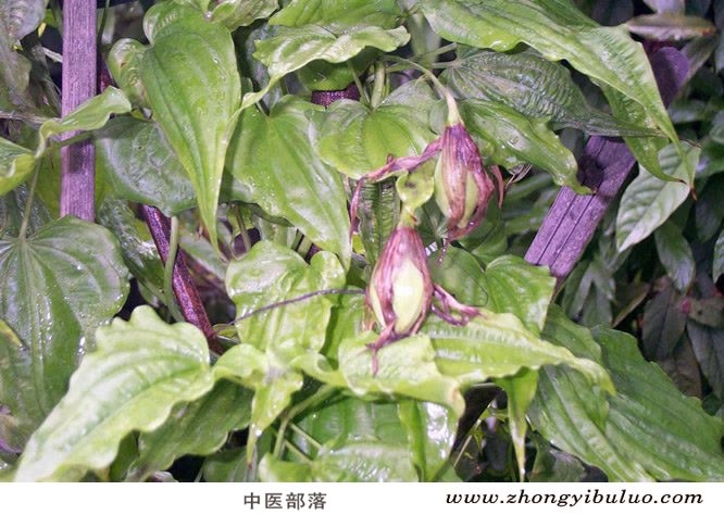 百部 - 图片3