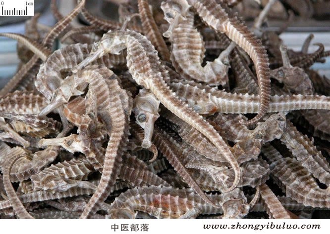 海马 - 图片3