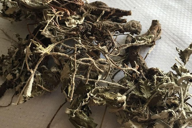 翻白草