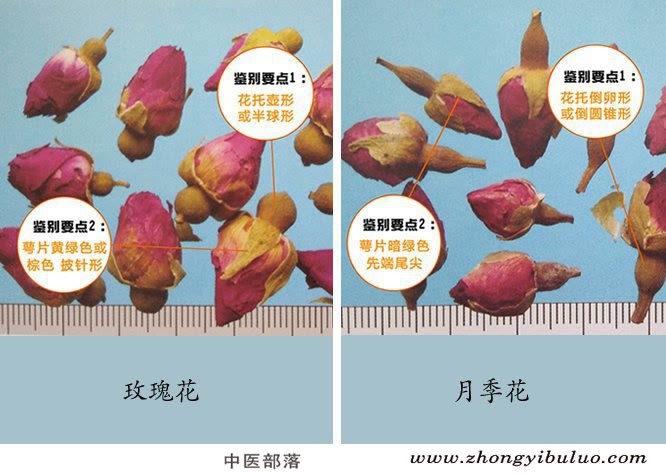 玫瑰花 - 图片3