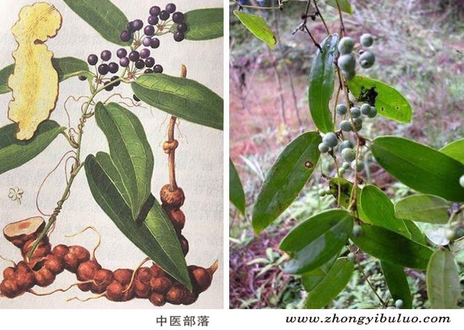土茯苓 - 图片3