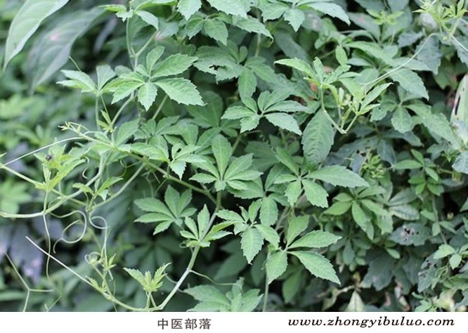 绞股蓝 - 图片3