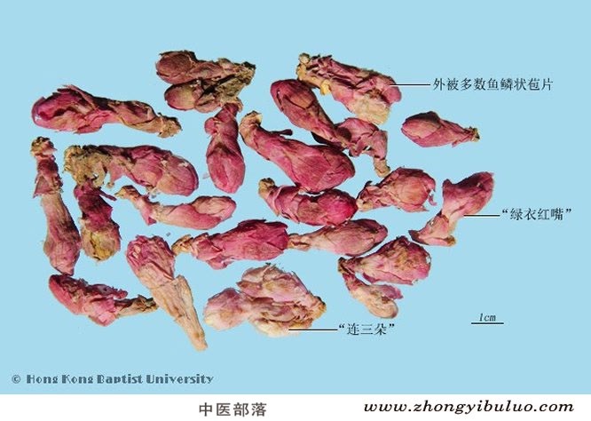 款冬花 - 图片2