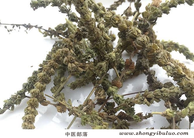 荆芥 - 图片2
