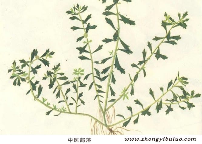 鹅不食草 - 图片2