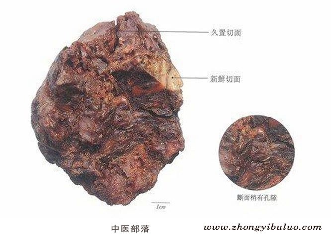 阿魏 - 图片2